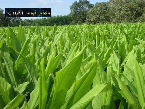 Cây nghệ vàng giống