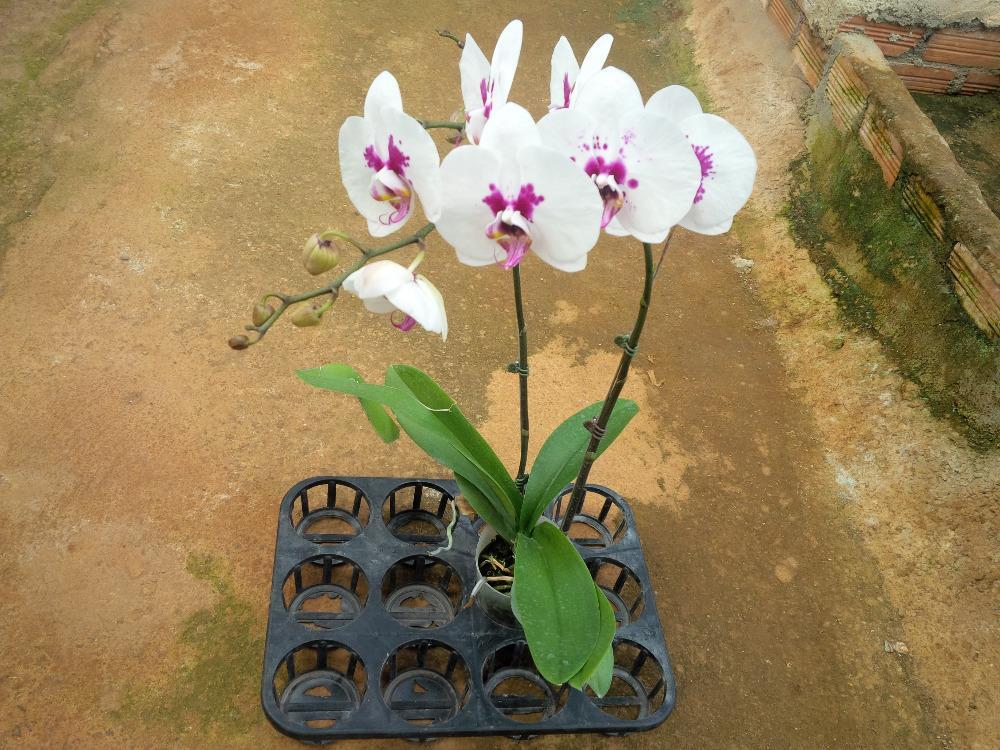 Bộ 100 cặp bướm kẹp cành hoa lan