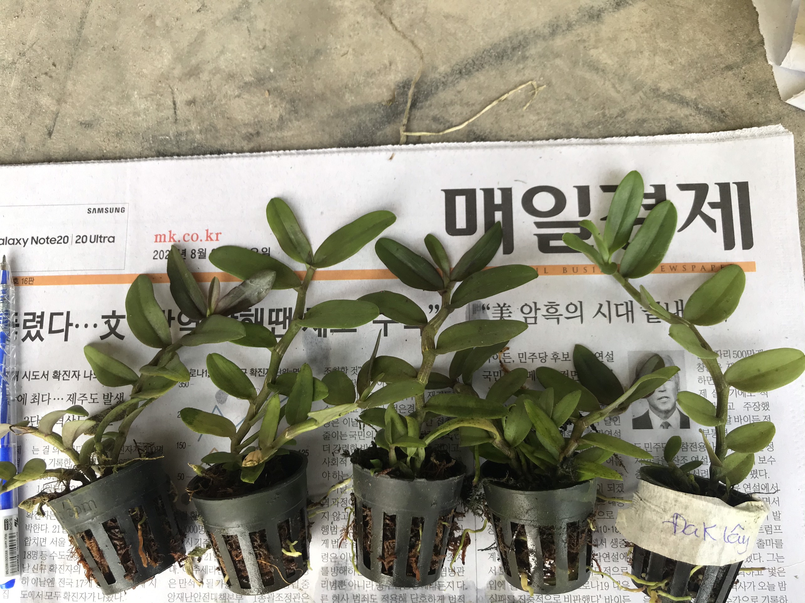PHI ĐIỆP GIEO HẠT CÂY GIỐNG NHIỀU LOẠI