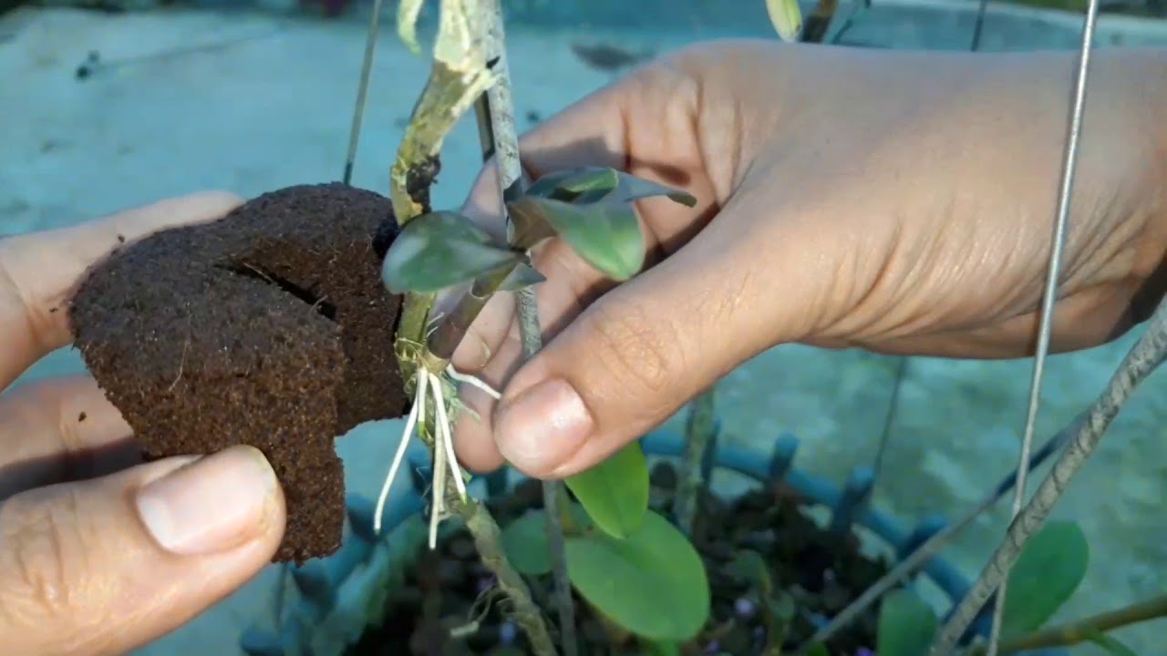 Mút ươm kei Hà lan