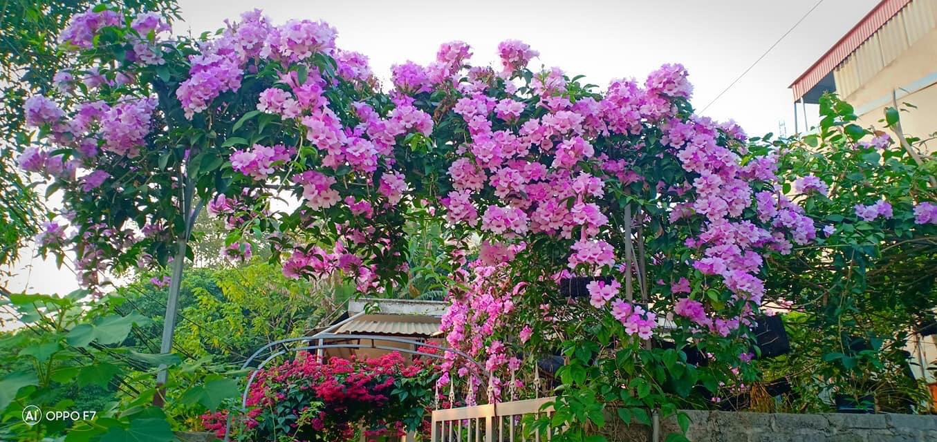 Cây giống lan tỏi