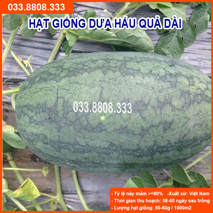 HẠT GIỐNG DƯA HẤU QUẢ DÀI TO 1GRAM - DƯA DỄ TRỒNG VÀ CHĂM SÓC