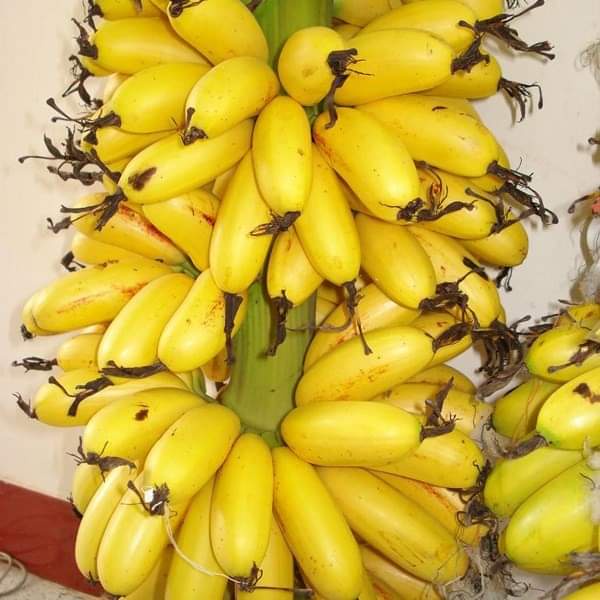 Giống cây chuối tiến vua (dòng cây cấy mô cho trái siêu sớm) ( có bảo hành được kiểm tra hàng) (được tặng kèm phân )