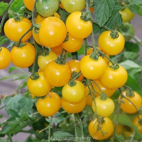 Hạt Giống Cà Chua Bi Lùn Vàng Sai Trái (0.1gr)