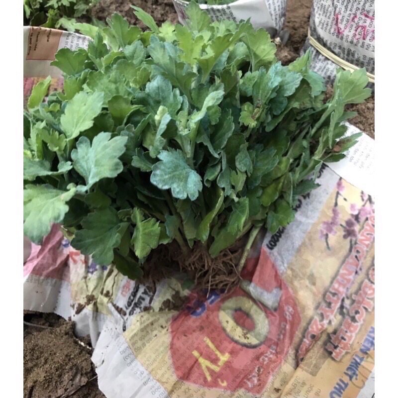 50 cây giống cúc hoạ mi