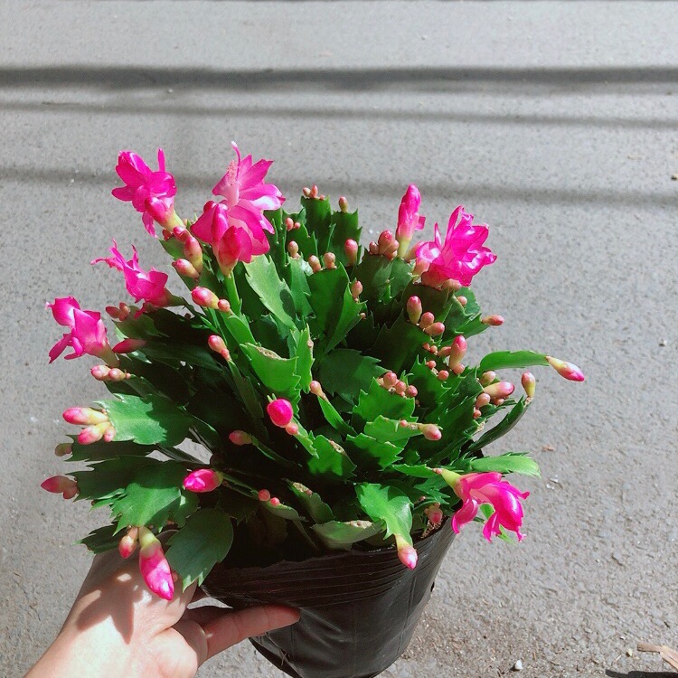 Chậu Hoa Tiểu Quỳnh Màu Hồng