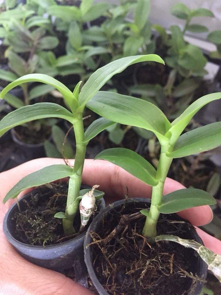 Phi điệp 5ct mắt xước hàng gieo hạt