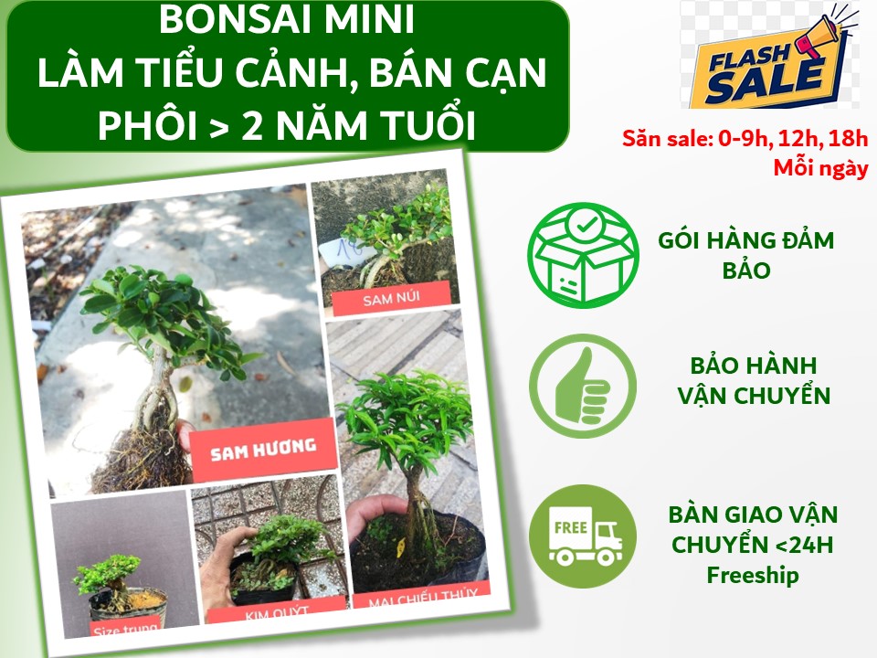 Sam hương bonsai mini size 10cm TẶNG phân tan chậm