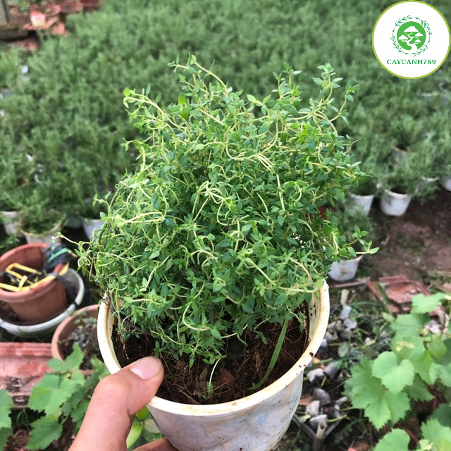 Cây xạ hương thyme - cây gia vị âu