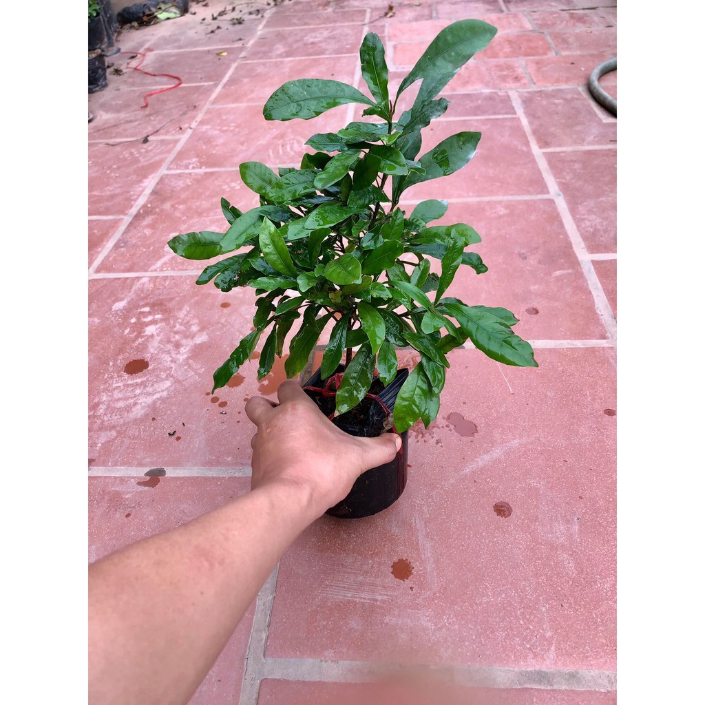 Cây thần kì cao 30 cm (ảnh thật)