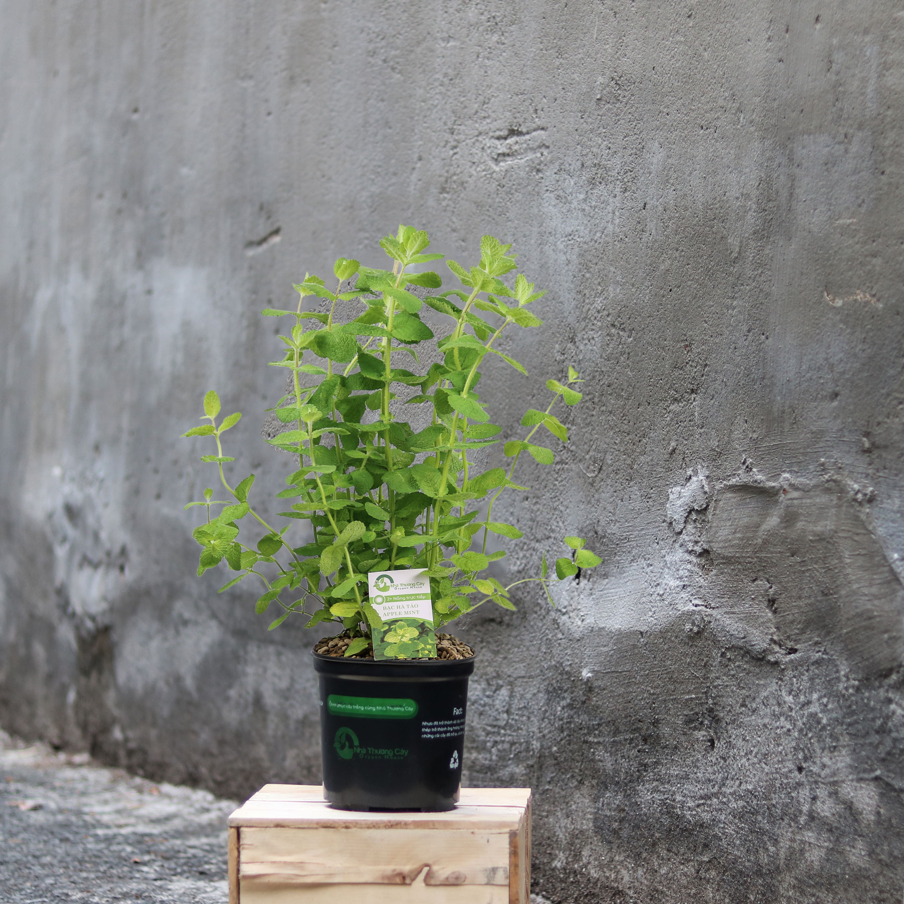 Cây gia vị | Bạc hà táo | Apple Mint