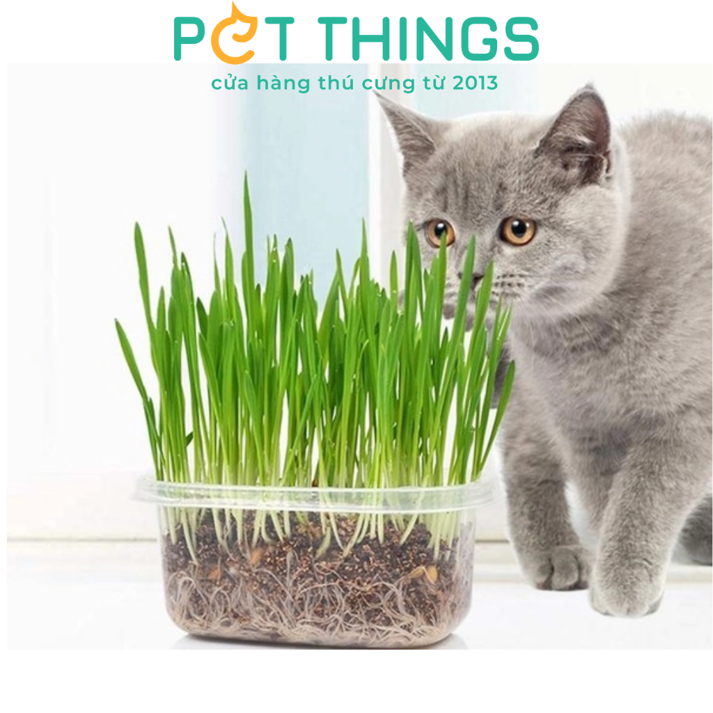 WHEATGRASS SEED FOR CAT