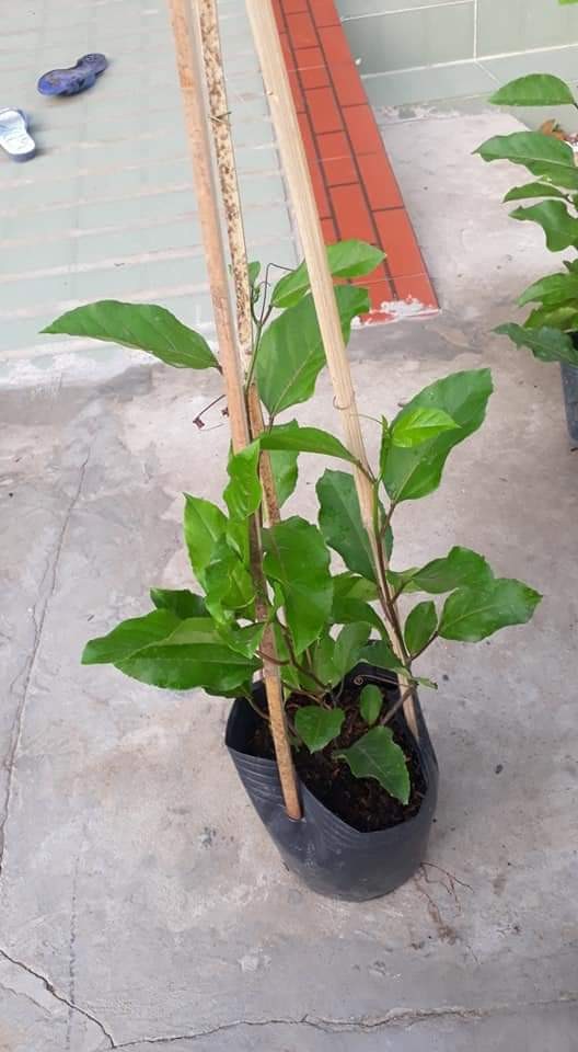 Cây giống Cây Chanh Dây