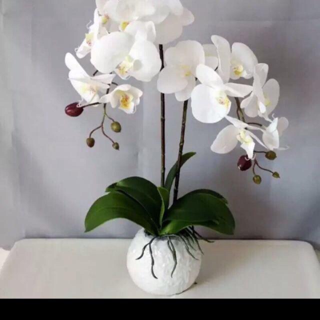 Cành Lan hồ điệp giả cao su KÈM CHẬU VÀ LÁ LAN