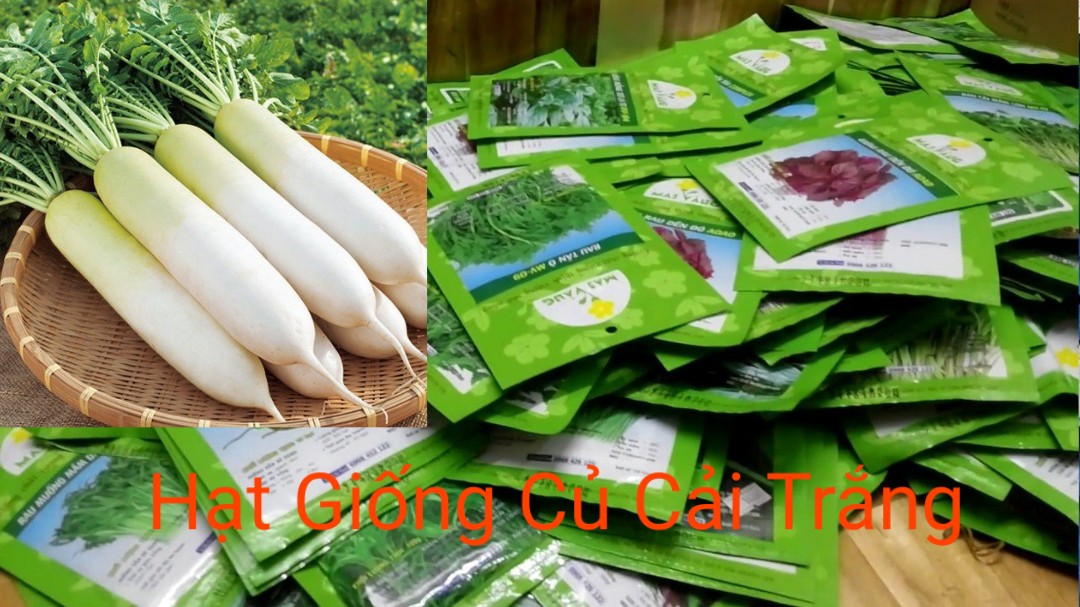 Hạt Giống Củ Cải Trắng (Củ Cải Đường)