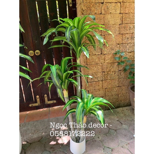 cây giả _ cây phát tài 1m6 _ Ngọc Thảo decor