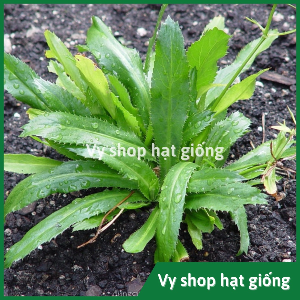 Hạt giống rau mùi tầu (ngò gai) Thái Lan gói 2000 hạt
