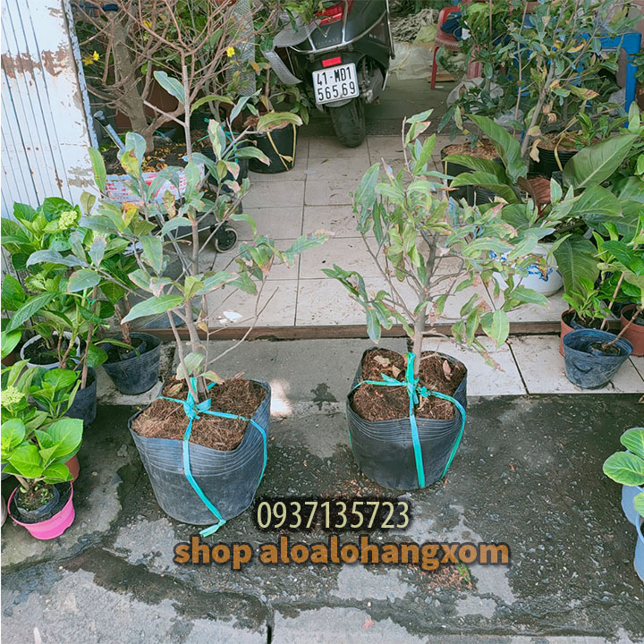 [HCM]cây mai vàng [ mai giảo ] -từ 6-12 cánh