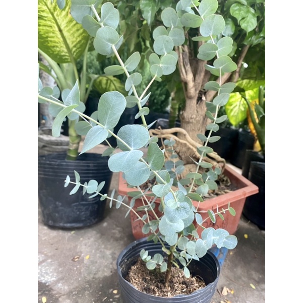 Cây Khuynh Diệp - Bạch Đàn