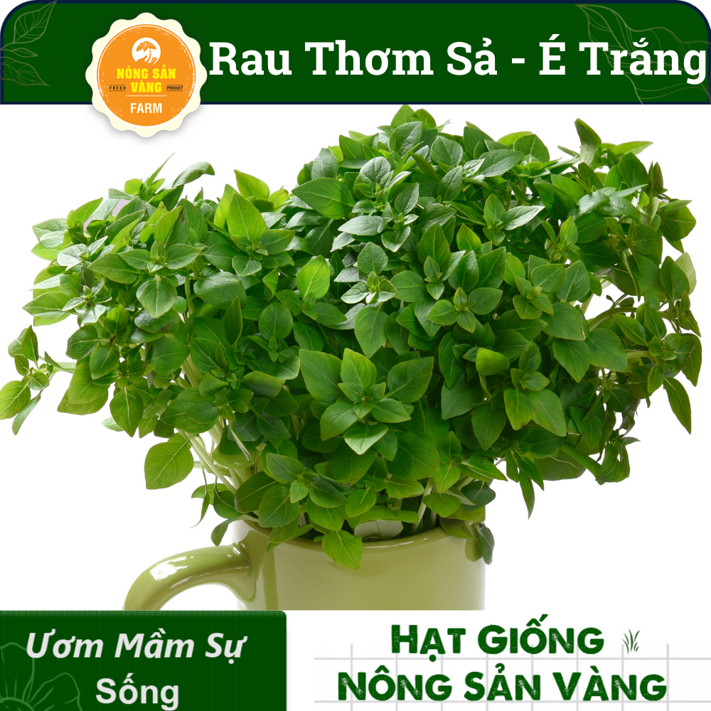 Hạt giống Rau Thơm Sả (É Trắng) Rau Thơm Đặc Biệt Của Miền Trung,  Trồng Quanh Năm (gói 5 gram)- Nông Sản Vàng