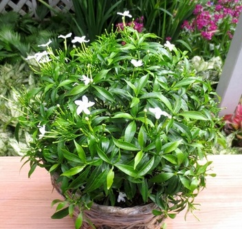 BẦU CÂY GIỐNG MAI VẠN PHÚC( CÂY MAI TIỂU THƯ)