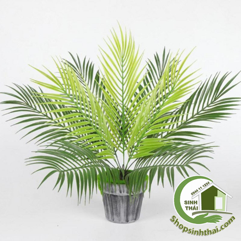 [HCM]Bụi cây dừa - bụi lá dừa giả cao 50cm