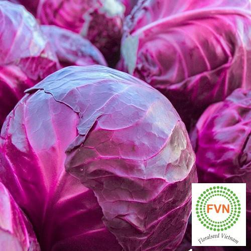Hạt giống rau Bắp Cải Tím F1