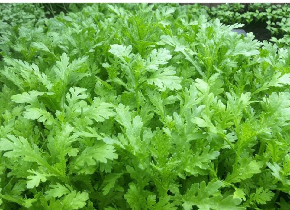 Hạt giống rau tần ô ( rau cải cúc) Gói 20 gram