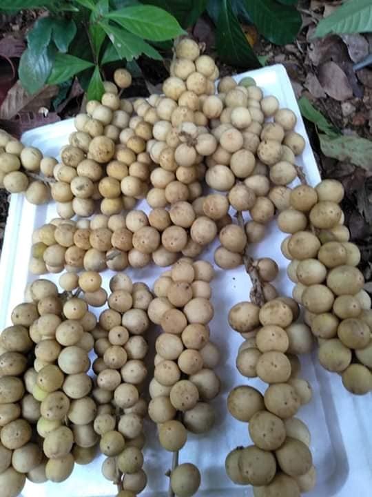 Cây giống bòn bon, cây dâu da đất