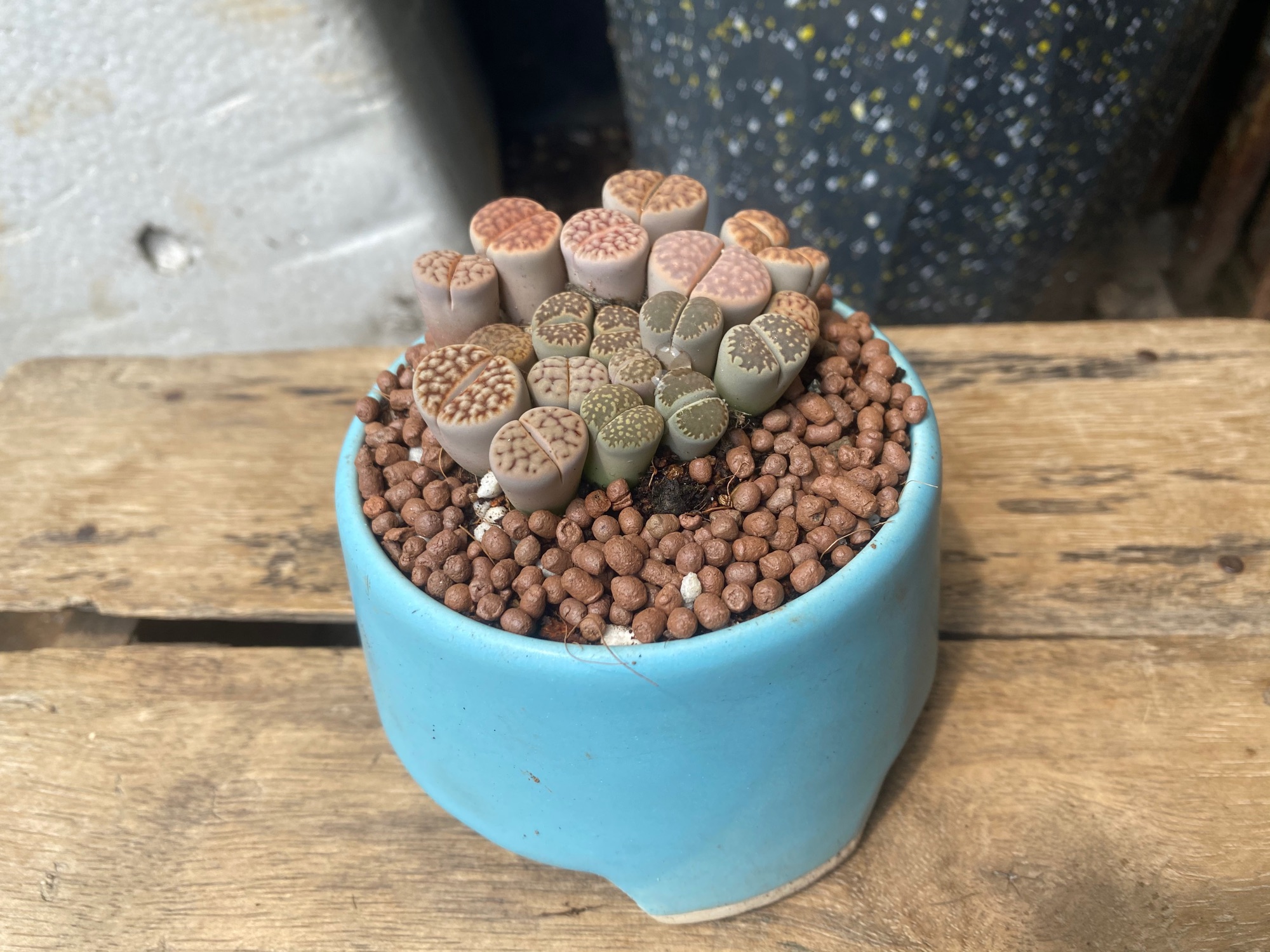 [HCM]SEN MÔNG LITHOPS - TẶNG CHẬU SỨ