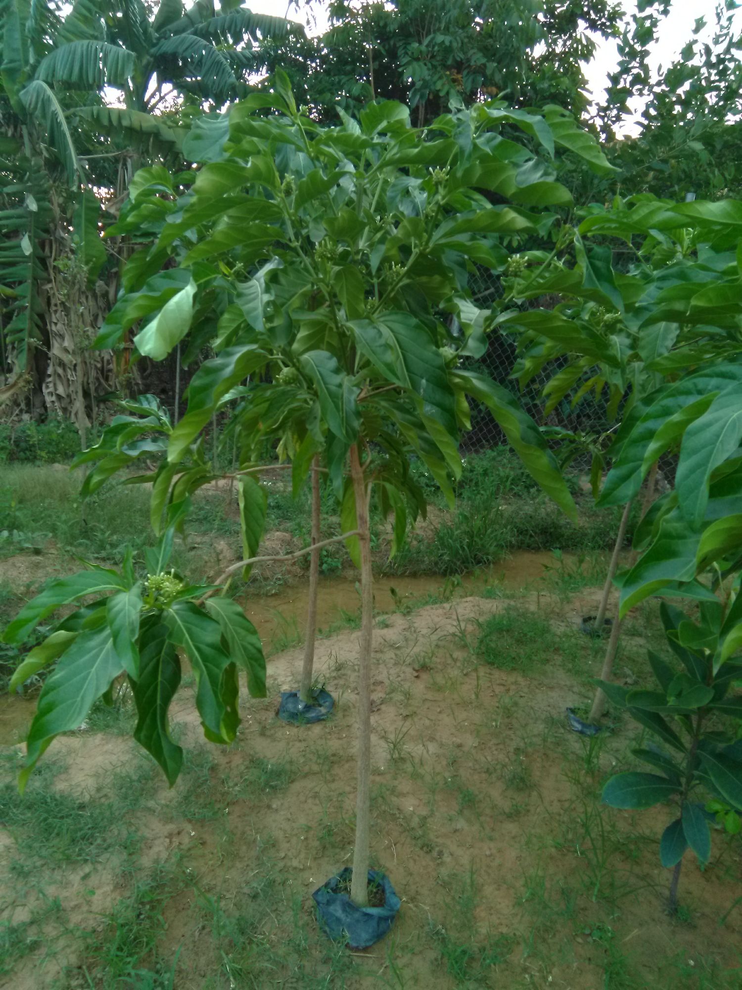 Cây nhàu lớn,  cao khoảng 1.5m