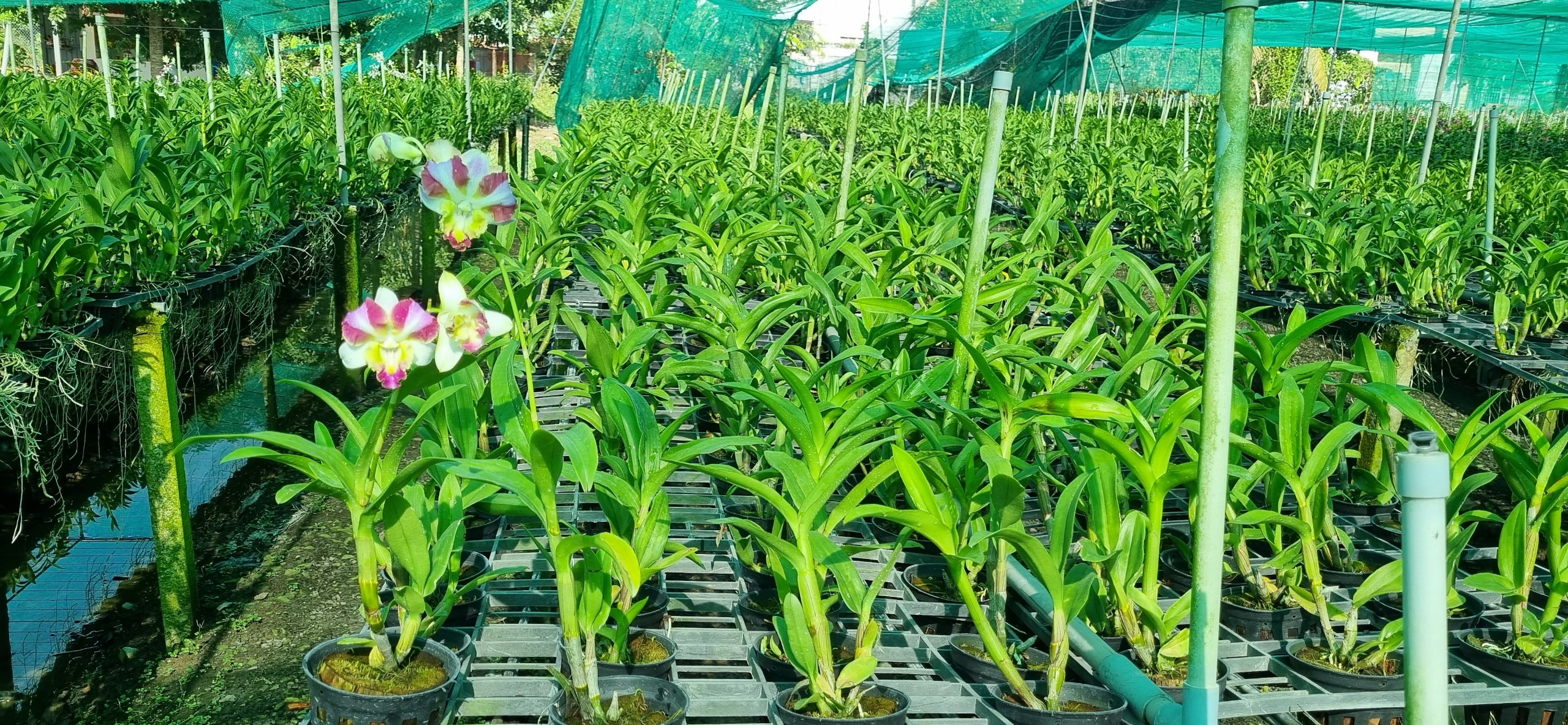 HOA LAN DEN LAI CATT MẮT RỒNG NGŨ SẮC