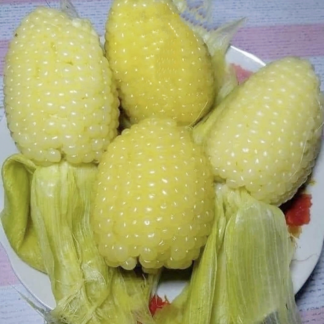 Hạt giống bắp nù sữa chính hãng năng suất tốt, tỉ lệ 2 trái/trên cây cao gói 200 gram