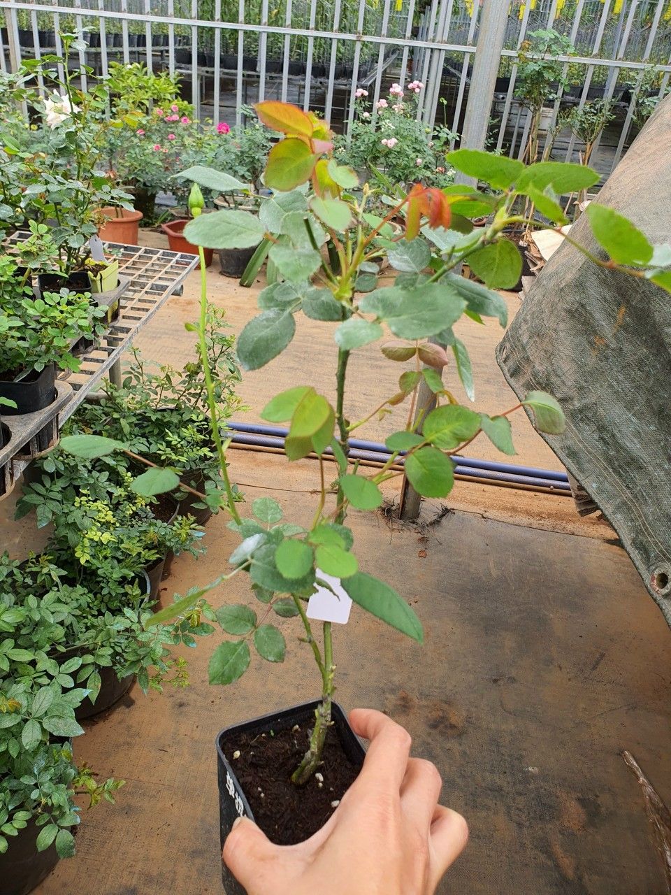 hoa hồng cánh đơn - giống.mới