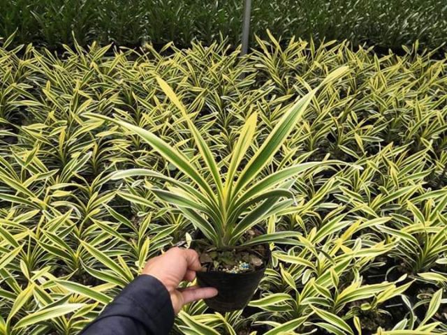 [ Xả - Cắt Lỗ ] Địa Lan Kim Bào
