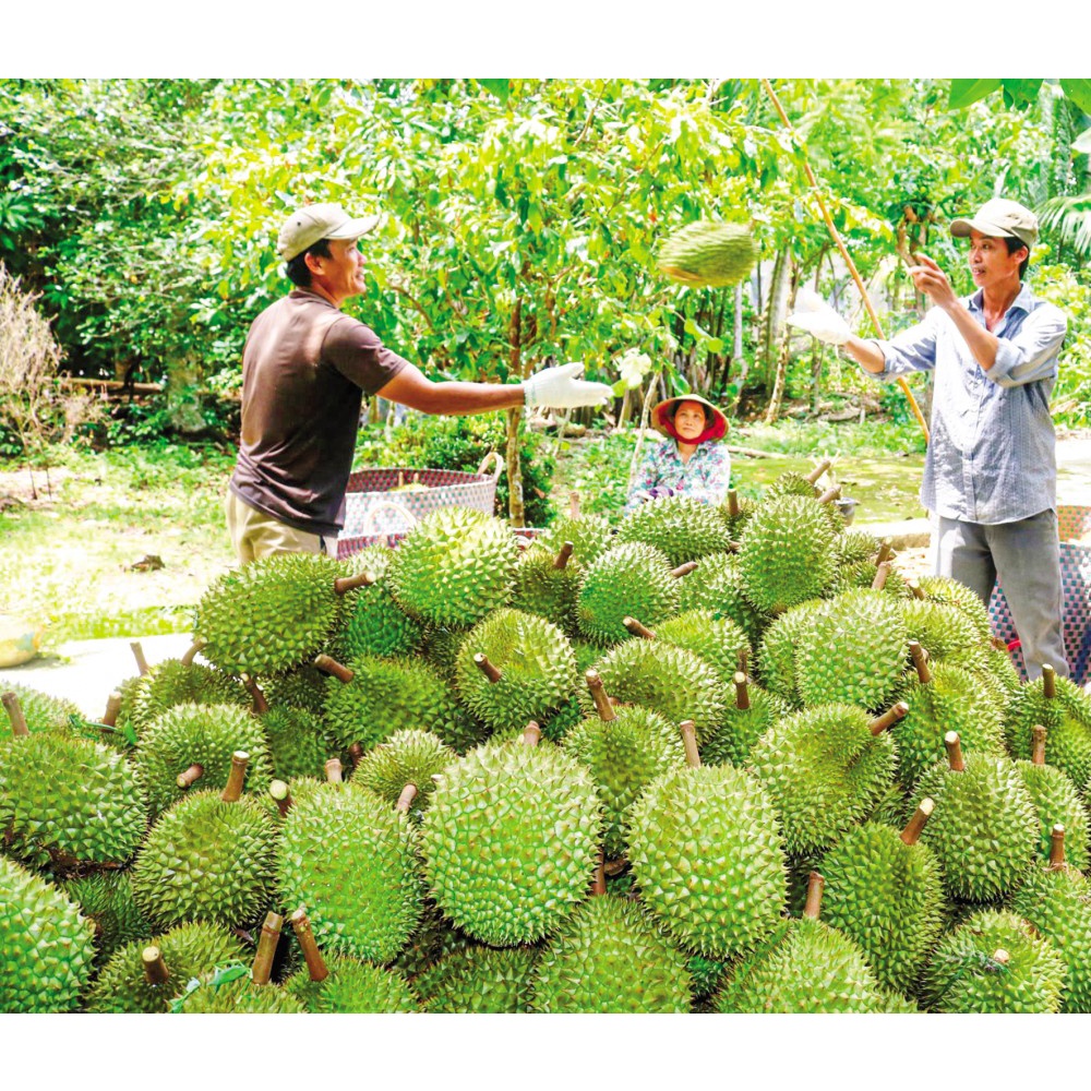 Cây giống Sầu Riêng Mussang King [GỐC SIÊU TO - GỐC GHÉP 2 NĂM].