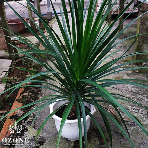 CÂY PHÁT TÀI NÚI,CÂY PHÁT TÀI NÚI - Cây Đại Lộc, Cây Phất Dụ Rồng hay Cây Huyết Rồng-CHẬU 1 THÂN