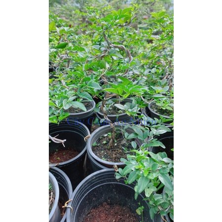 Cây Kim Quýt Bonsai