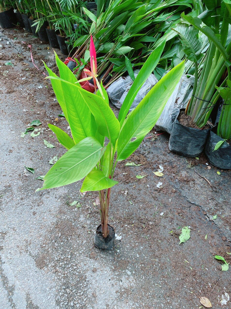 Cây Chuối Mỏ Két