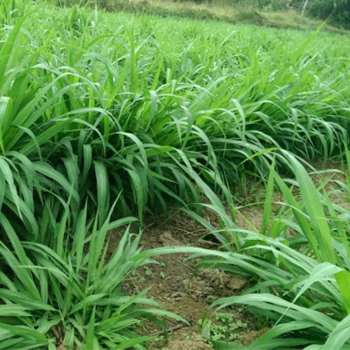 Hạt giống Cỏ MULATO 2 gói 100gr