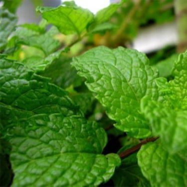 Hạt Giống Rau Húng Lủi Thơm Ngon (0.1gr)