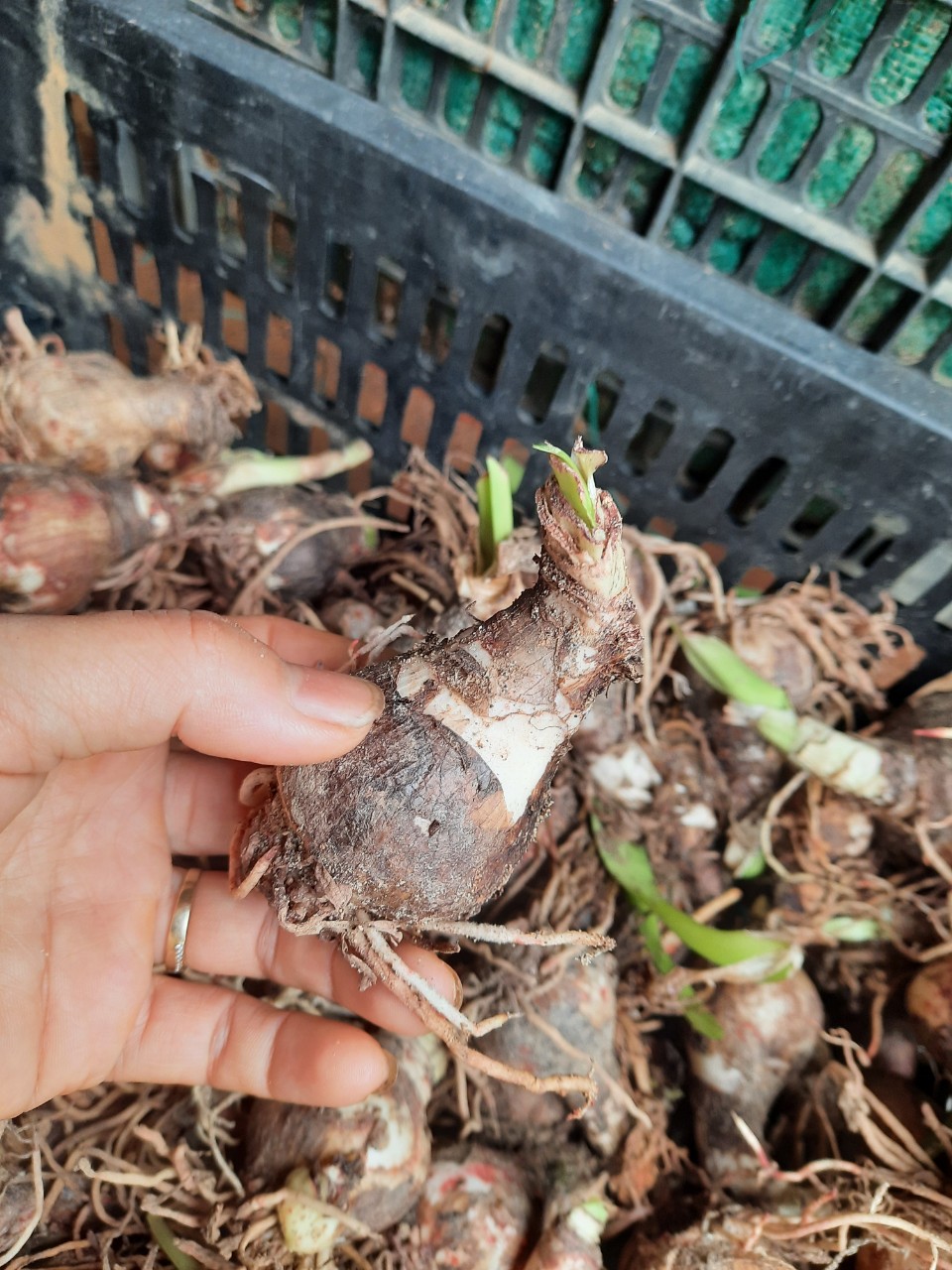 5 củ lan huệ kép đủ màu