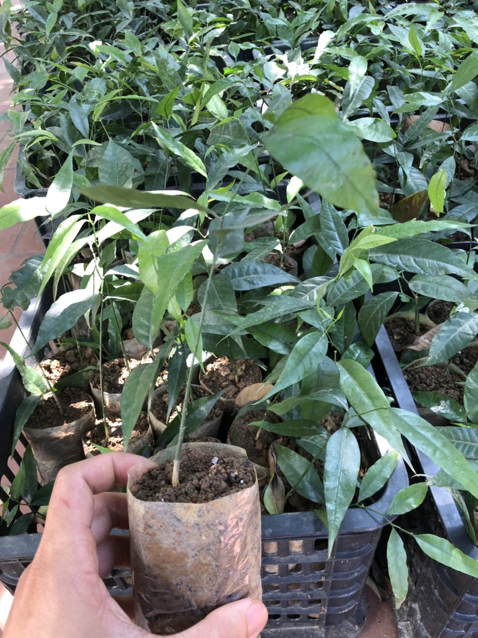 Cây giống rau ngót rừng - rau sắng