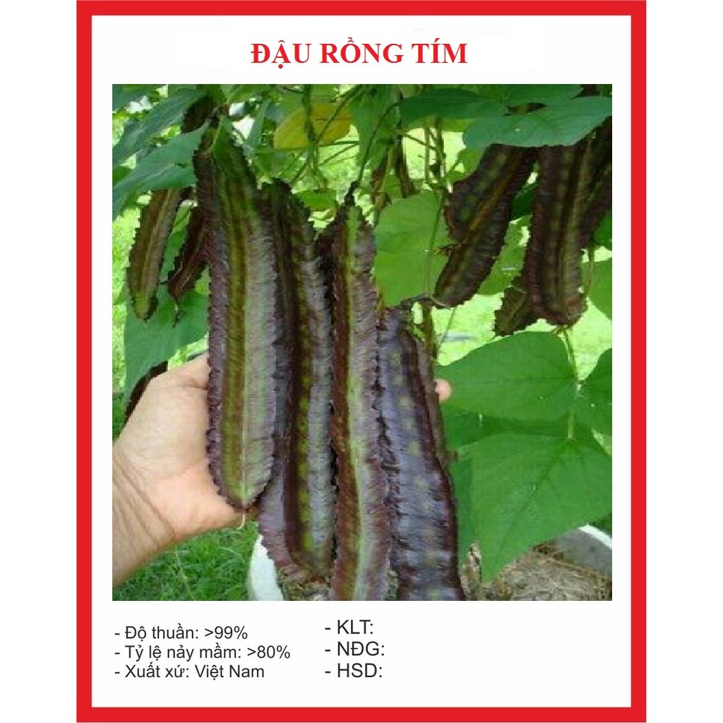Hạt giống đậu rồng tím thái lan-gói 5gram (tặng kèm phân bón)