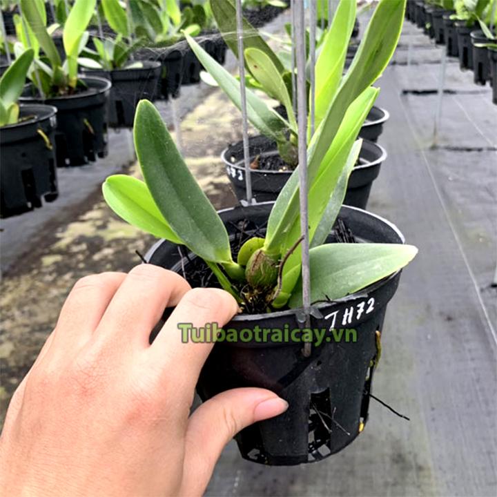 5 Chậu nhựa đen trồng lan phi 14cm
