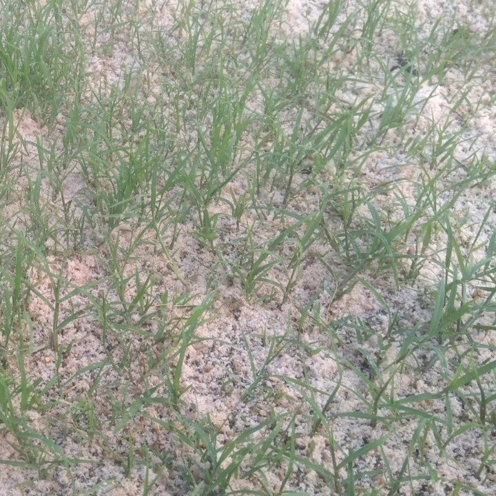 Hạt Cỏ Trồng Thảm Bermuda - Gói 10 Gram