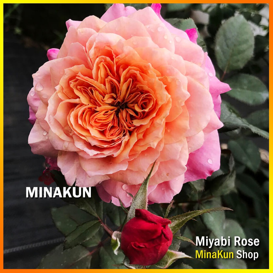Hoa hồng ngoại Miyabi siêu đẹp- chậu to cây trưởng thành