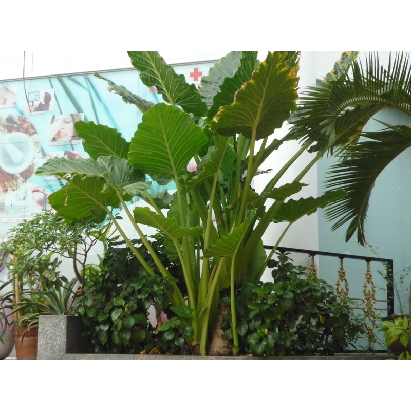 củ ráy voi làm cảnh (bao sống)