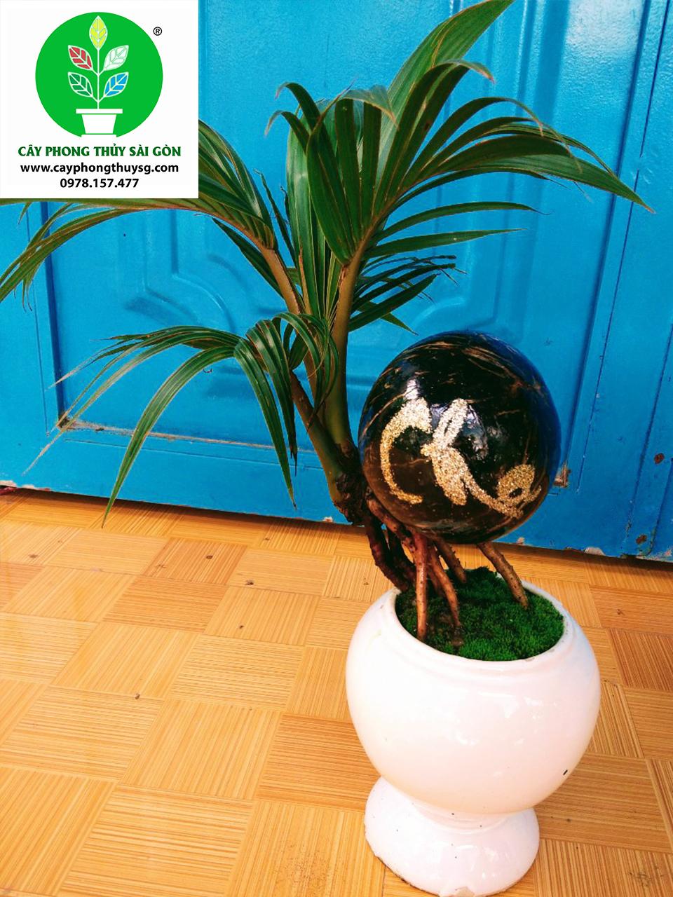 Dừa Bonsai Kiểng văn phòng