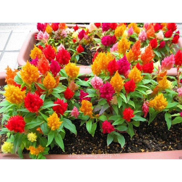 Hạt giống hoa mào gà lửa Mix gói nhiều hạt